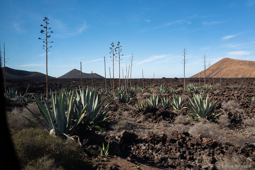 Lanzarote